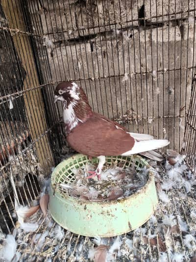 barrder male beed ki garnti hi