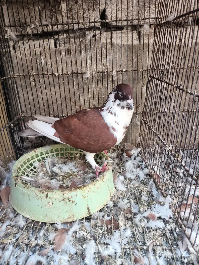 barrder male beed ki garnti hi — photo 2