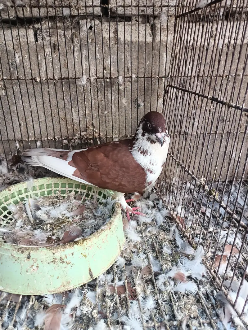 barrder male beed ki garnti hi — photo 3