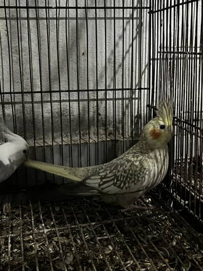 cocktail pair,  exibation Male , normal yellow female