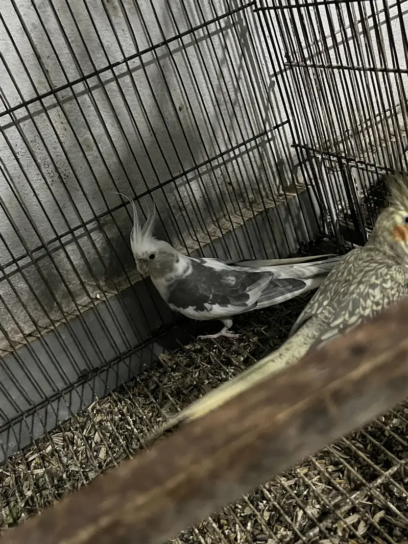 cocktail pair,  exibation Male , normal yellow female — photo 2