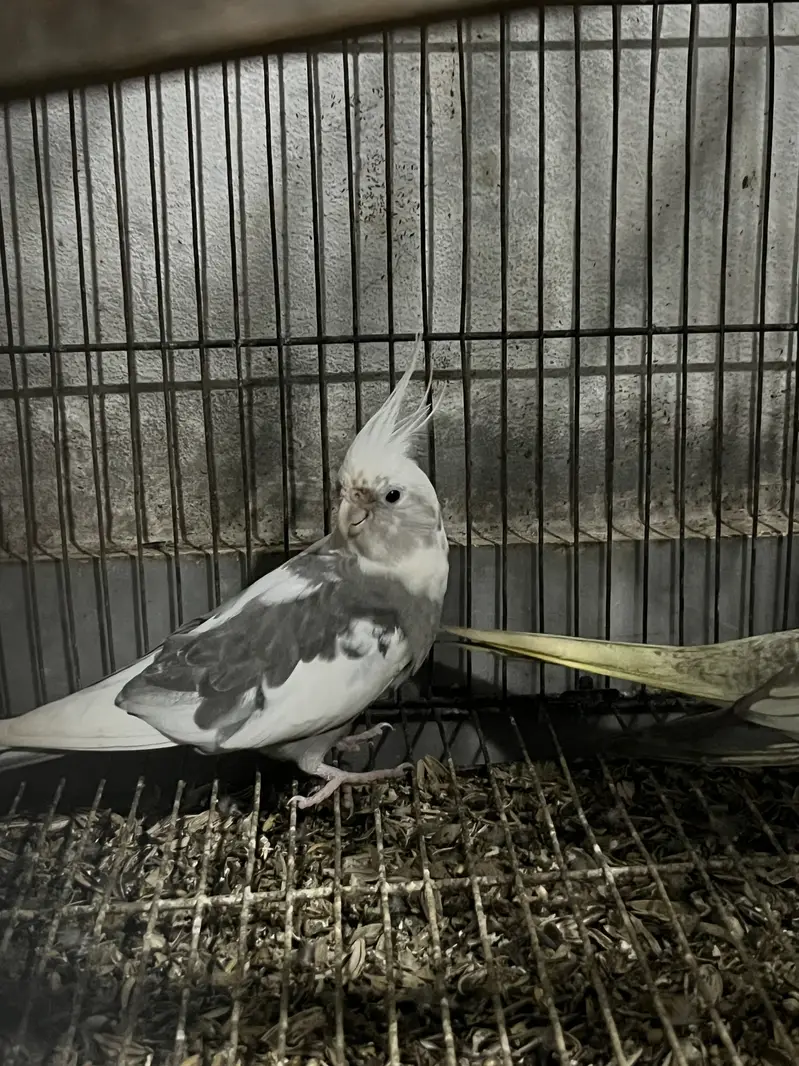 cocktail pair,  exibation Male , normal yellow female — photo 3