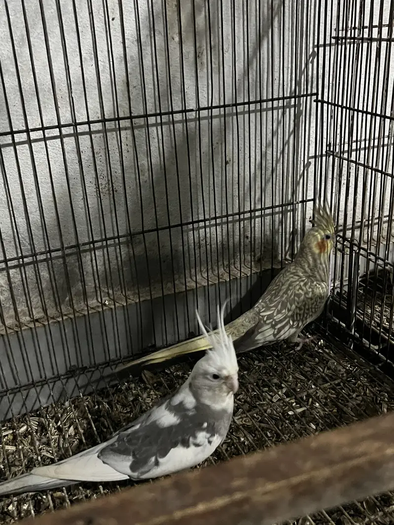 cocktail pair,  exibation Male , normal yellow female — photo 4