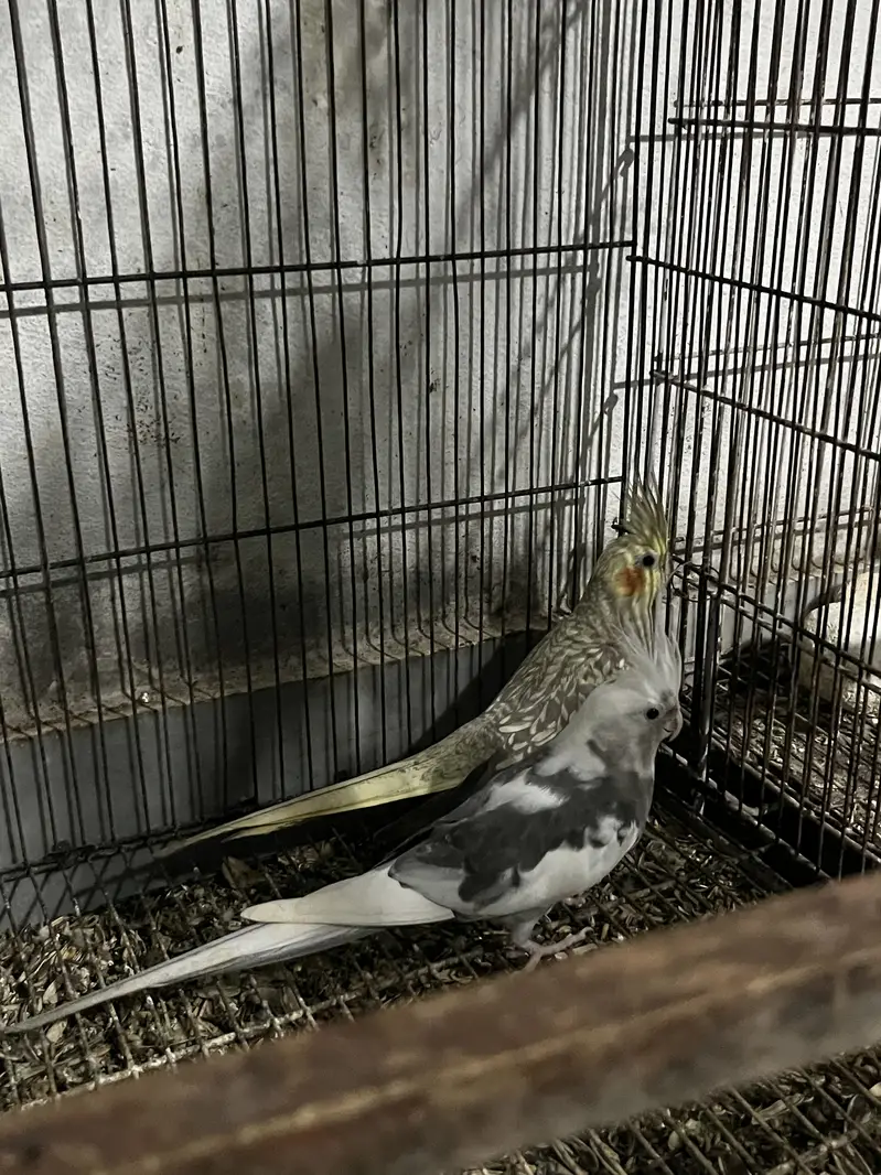 cocktail pair,  exibation Male , normal yellow female — photo 5