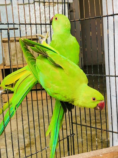 Green ringneck young pair