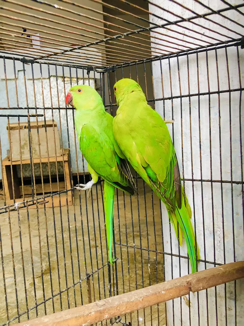 Green ringneck young pair — photo 2