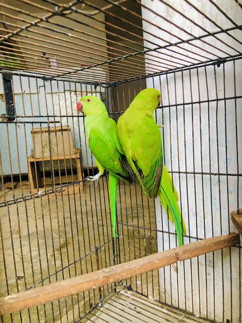 Green ringneck young pair — photo 3