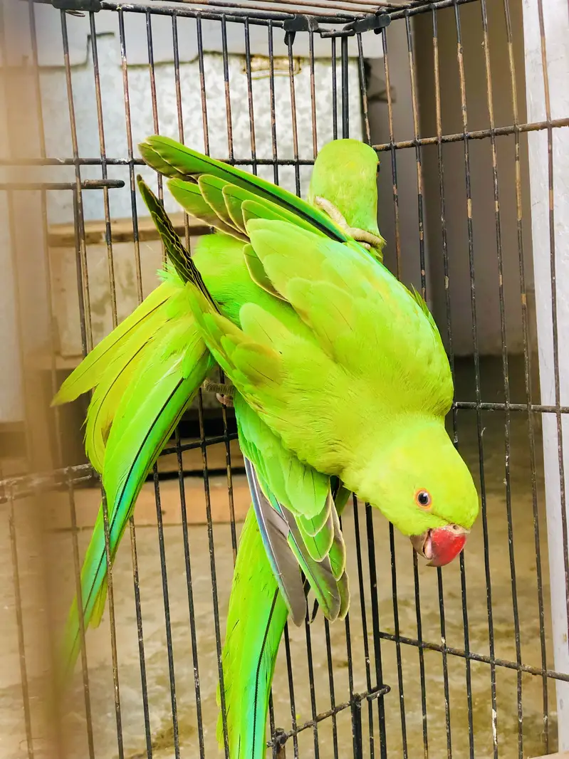 Green ringneck young pair — photo 5