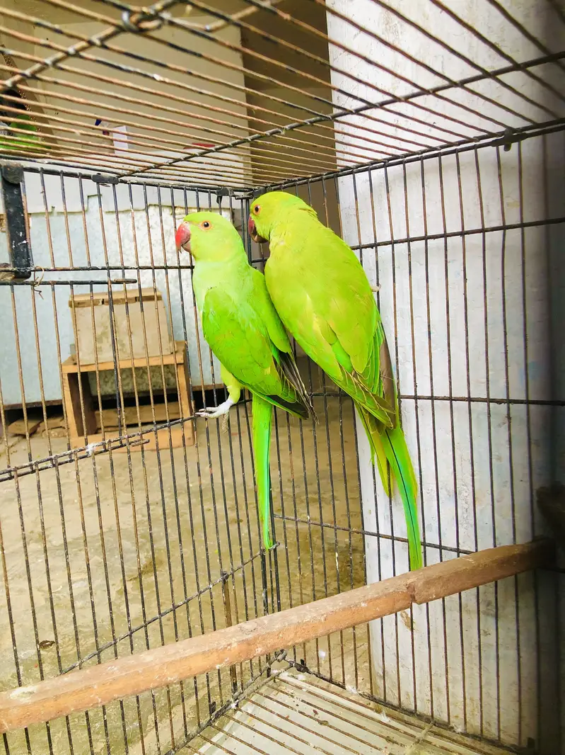 Green ringneck young pair — photo 6