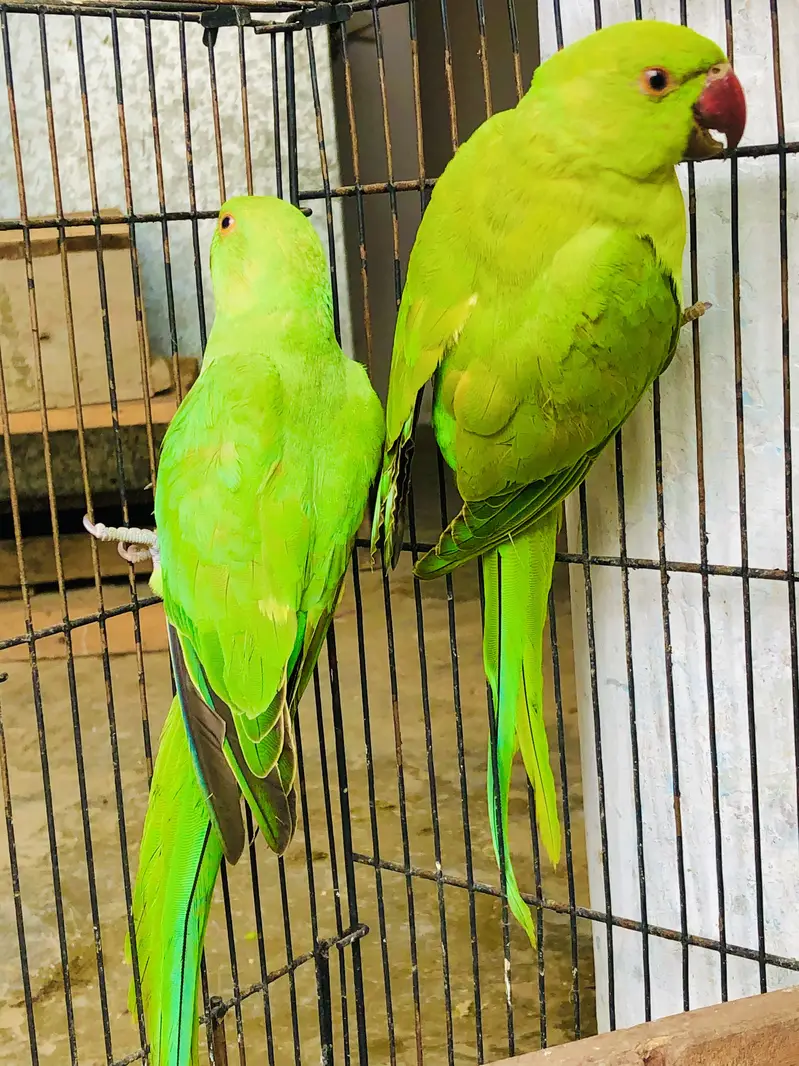Green ringneck young pair — photo 8