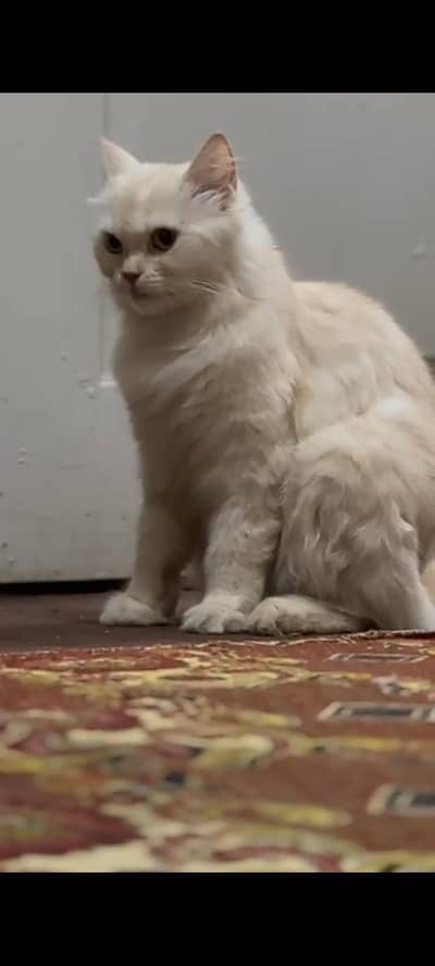 Persian cat