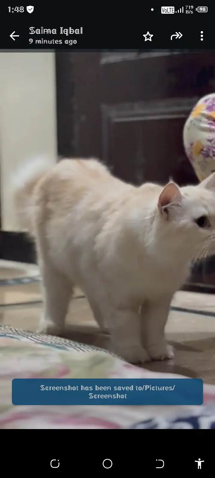 Persian cat — photo 2