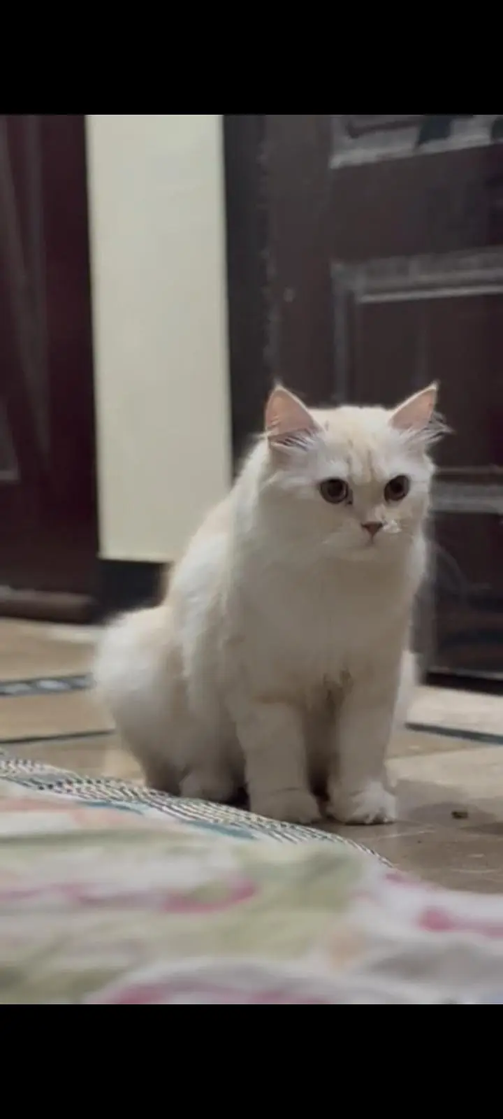 Persian cat — photo 3