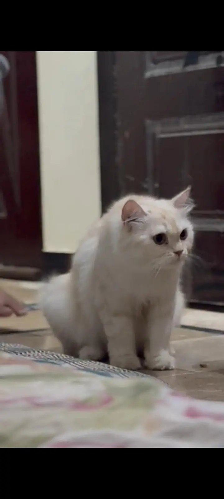 Persian cat — photo 4