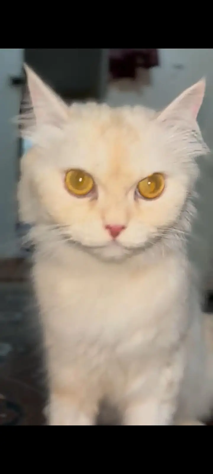 Persian cat — photo 5