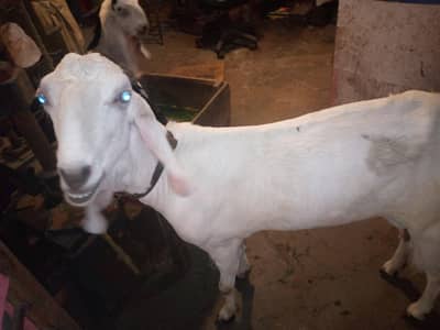 goat for sale