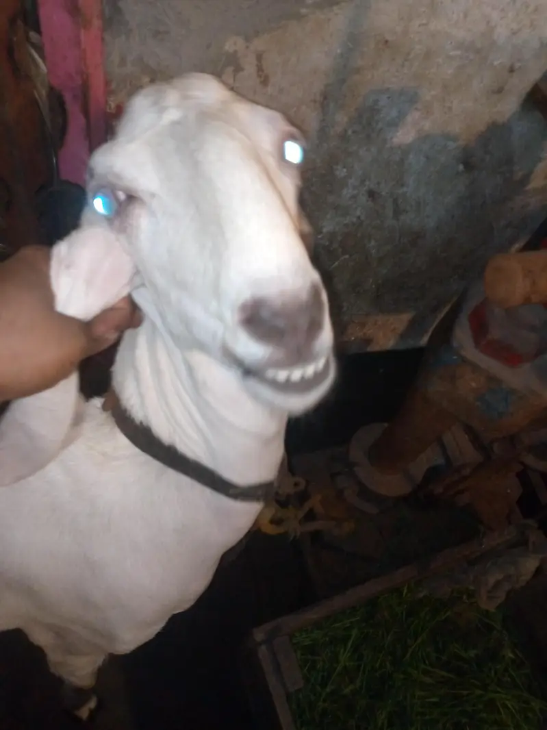 goat for sale — photo 2