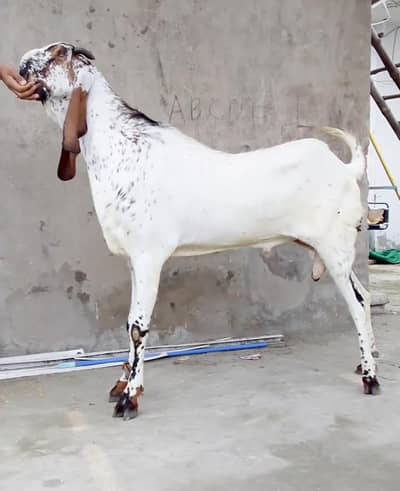 amritsari cheena breeder