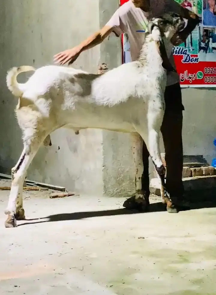 amritsari cheena breeder — photo 2