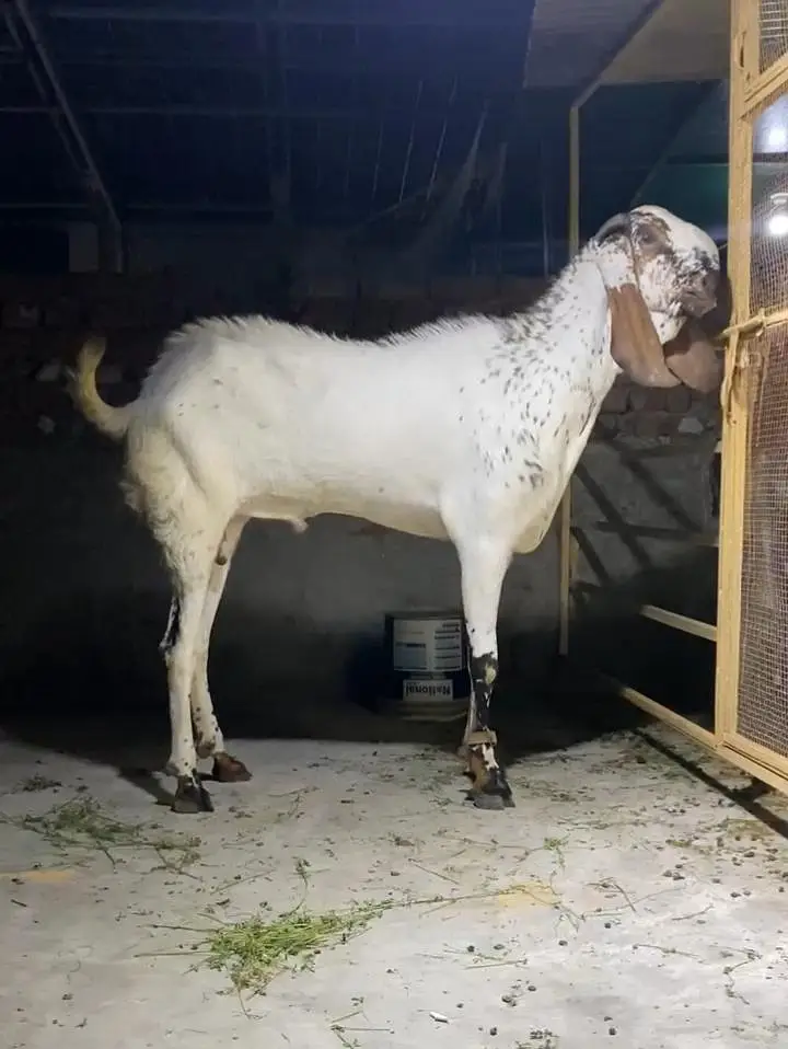 amritsari cheena breeder — photo 3