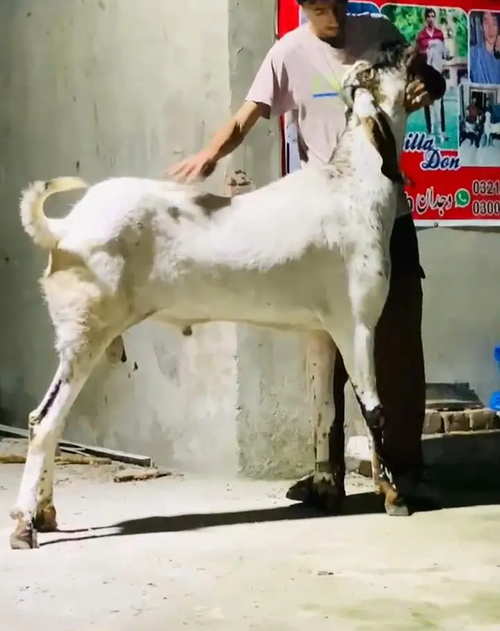 amritsari cheena breeder — photo 4