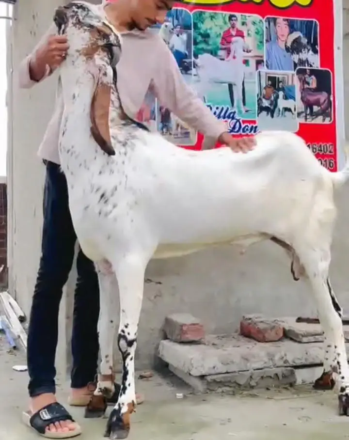 amritsari cheena breeder — photo 5