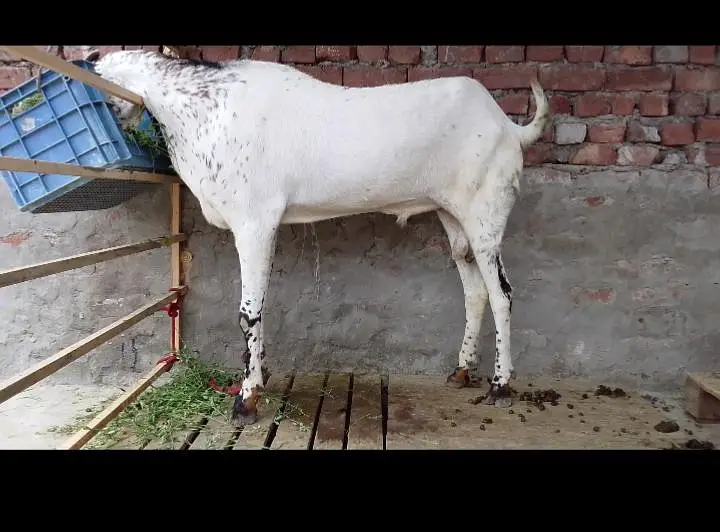 amritsari cheena breeder — photo 6