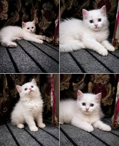 Blue eyes persian male