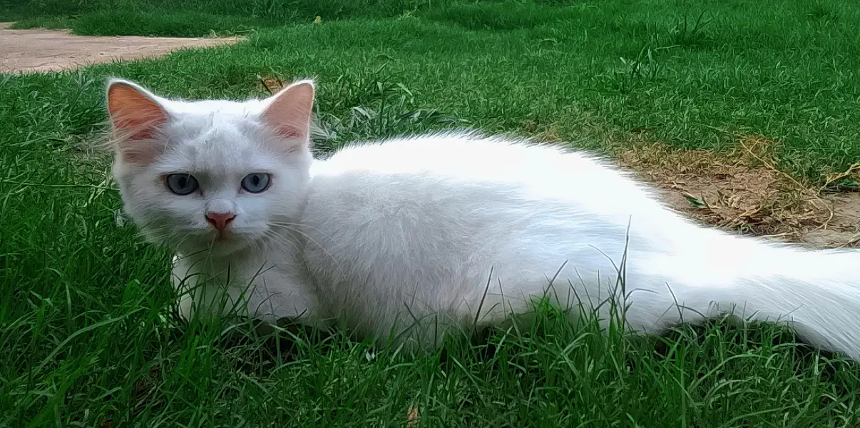 Blue eyes persian male — photo 2