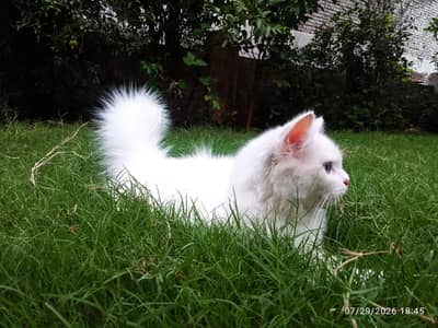 Blue eyes persian male