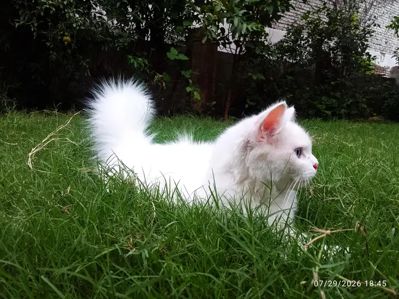 Blue eyes persian male — photo 3