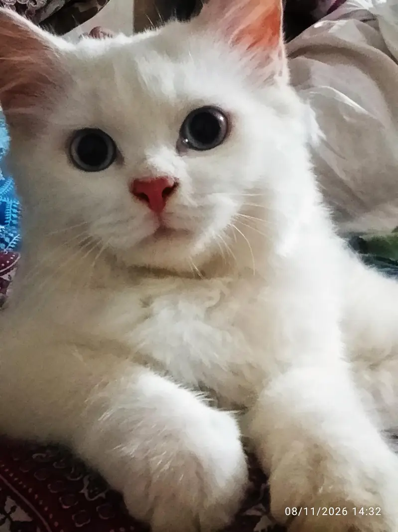 Blue eyes persian male — photo 4