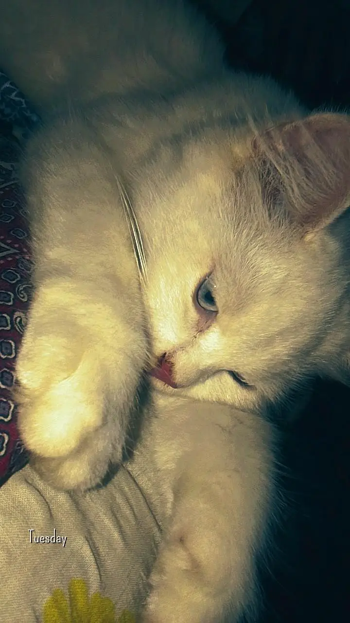 Blue eyes persian male — photo 5