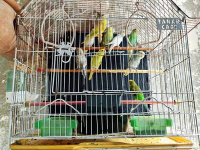 Budgies setup for sale