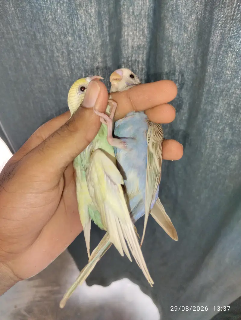 Budgies setup for sale — photo 2
