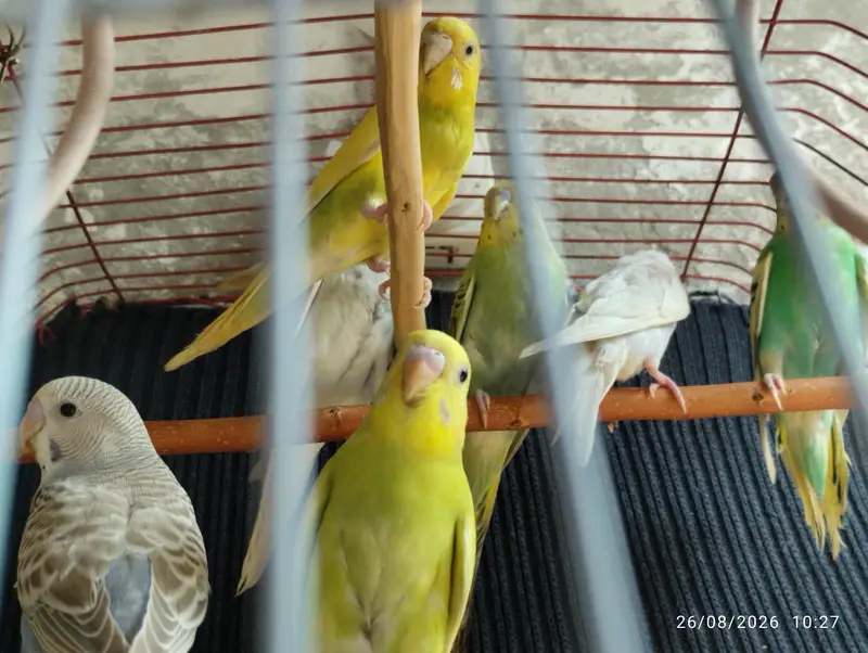 Budgies setup for sale — photo 3