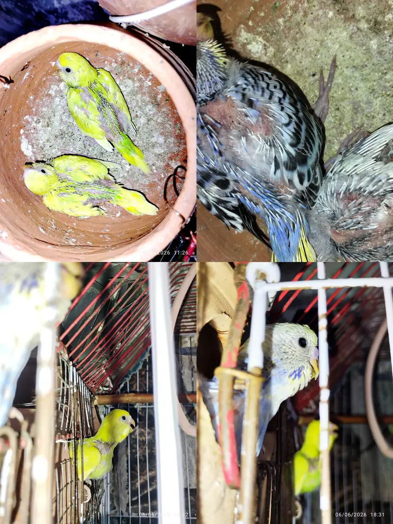Budgies setup for sale — photo 5