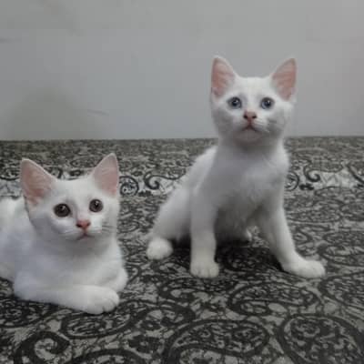 WHITE PAIR OF KITTENS FOR SALE