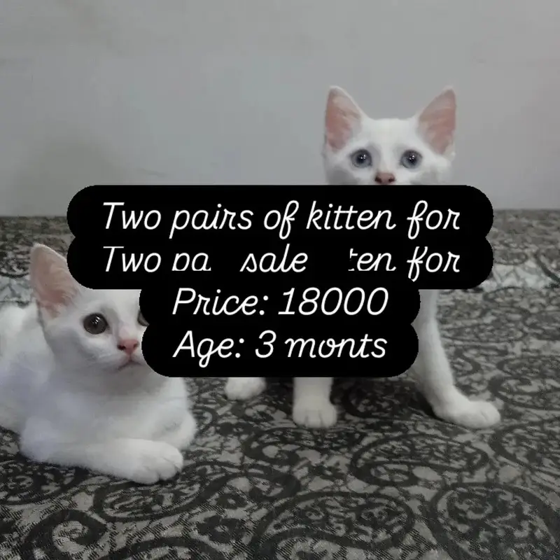 WHITE PAIR OF KITTENS FOR SALE — photo 2
