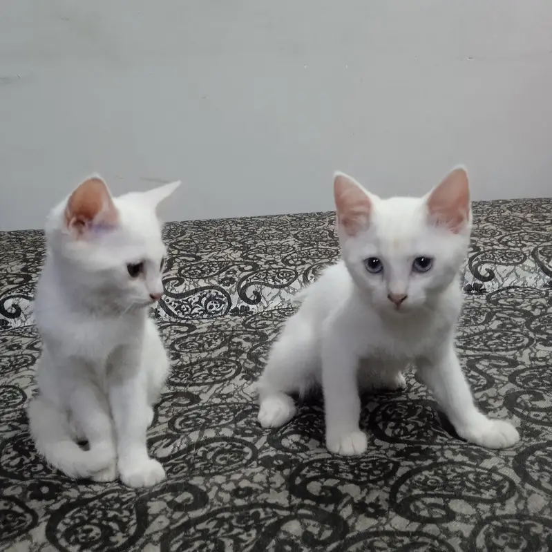 WHITE PAIR OF KITTENS FOR SALE — photo 3