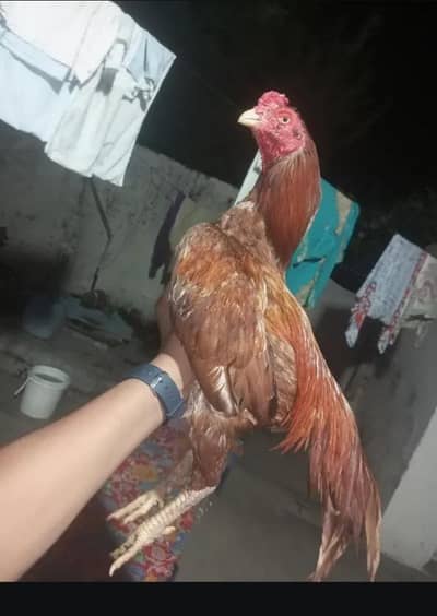 is number pe rabta Karen ( 03359426329)