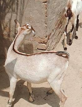 goat set 1
