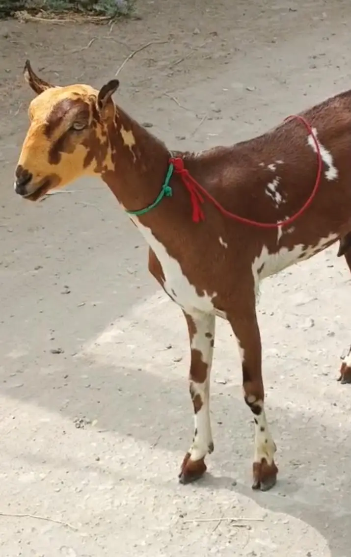 goat set — photo 4