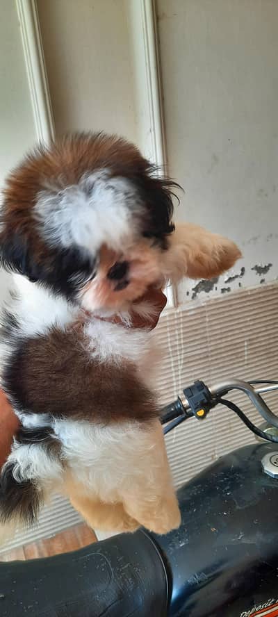 Shitzu Male pup