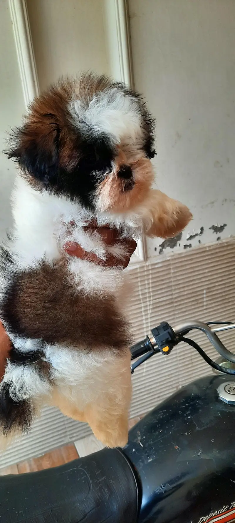 Shitzu Male pup — photo 2