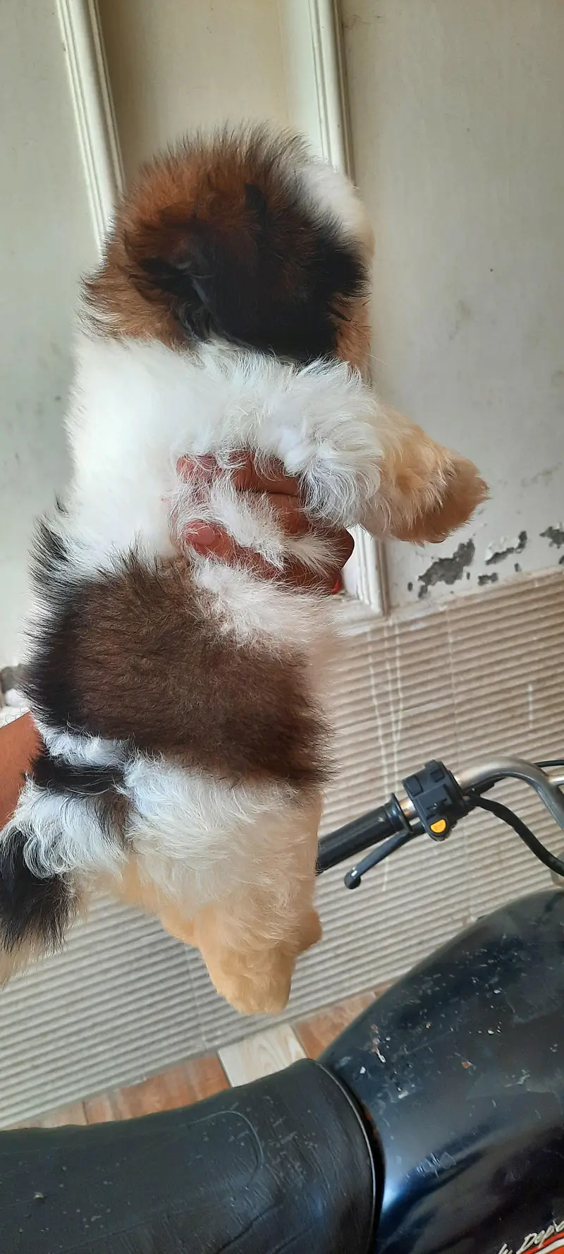 Shitzu Male pup — photo 3