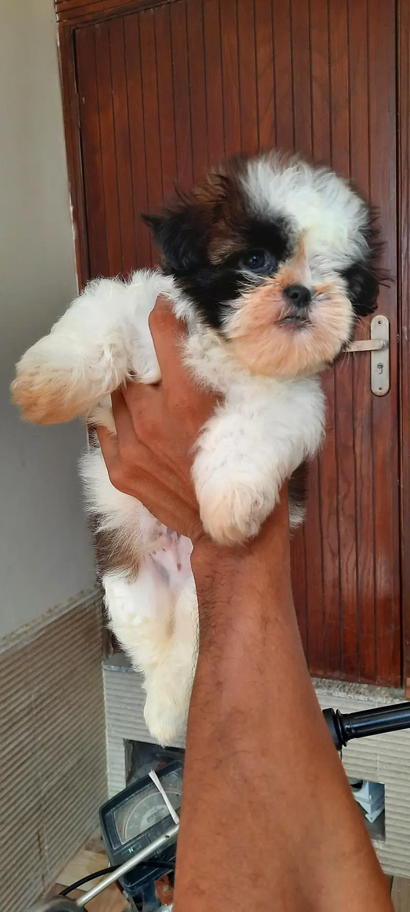 Shitzu Male pup — photo 4