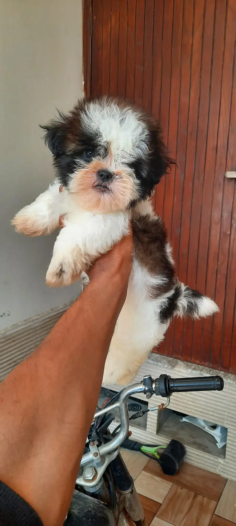 Shitzu Male pup — photo 5