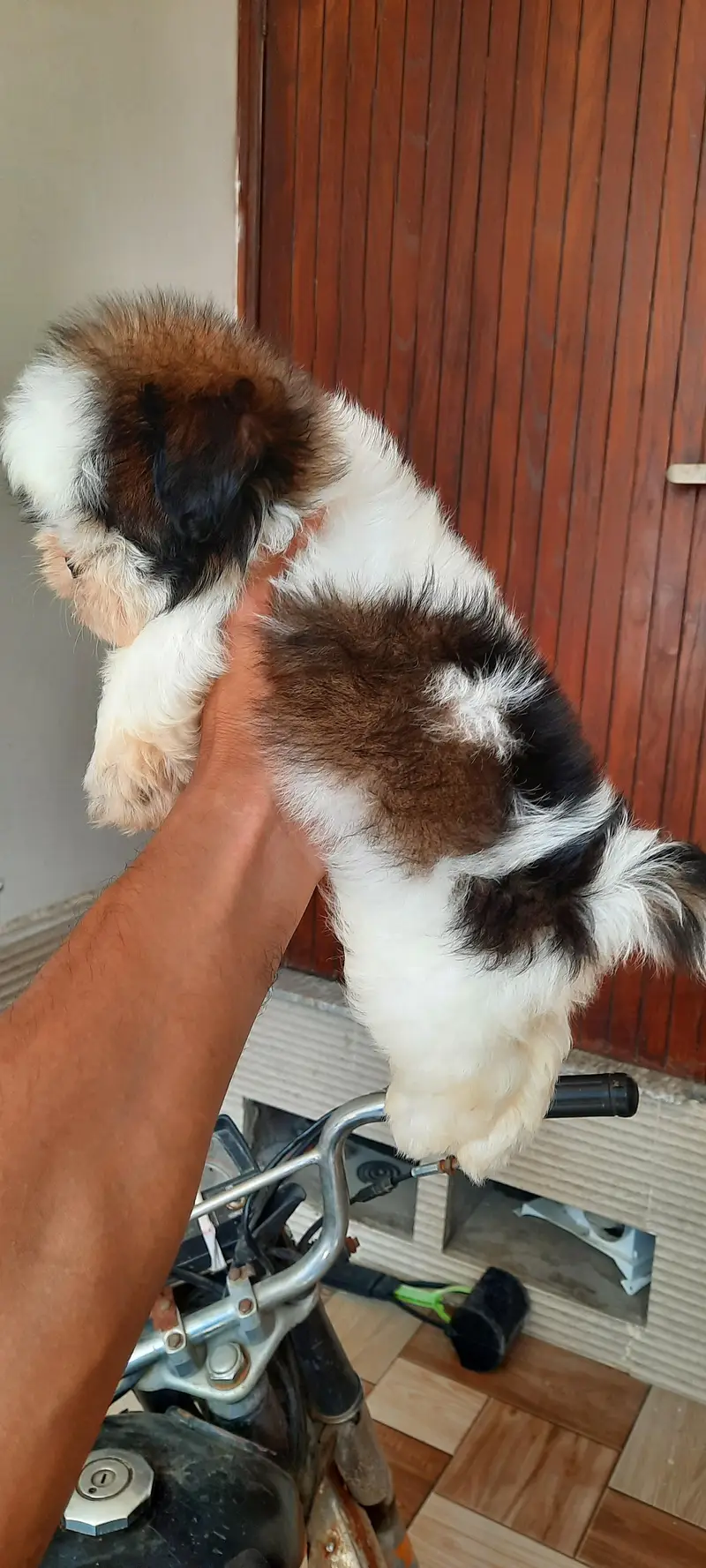 Shitzu Male pup — photo 6