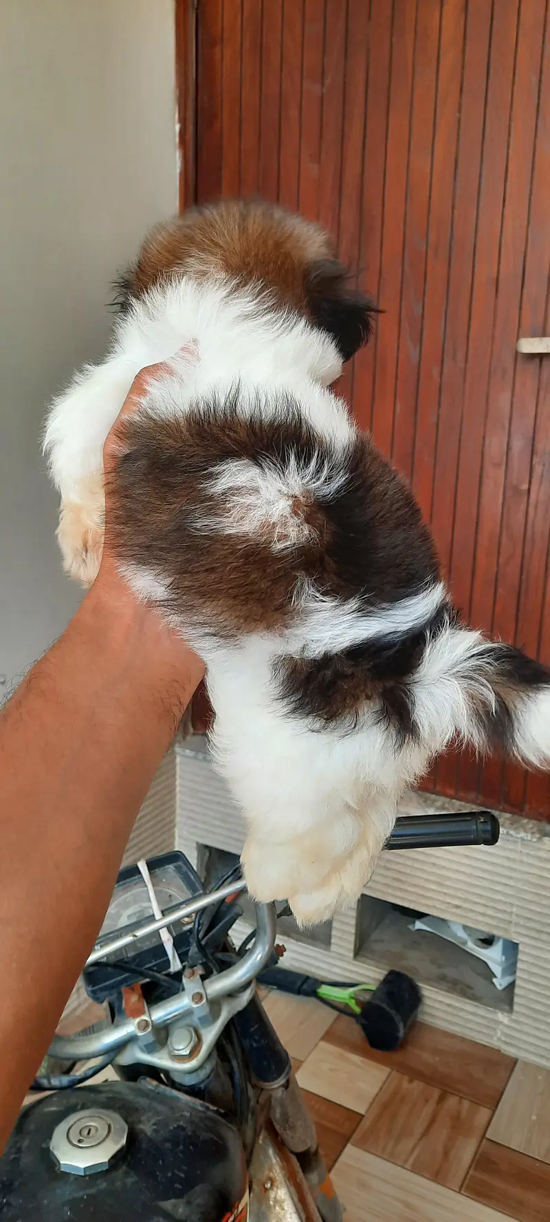Shitzu Male pup — photo 7